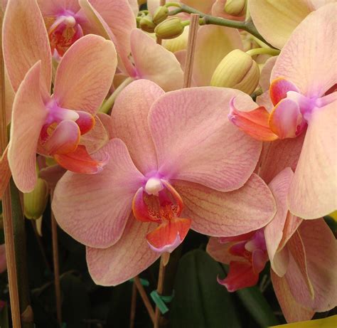 Delving Deeper into the Phenomenon of Phalaenopsis Orchids